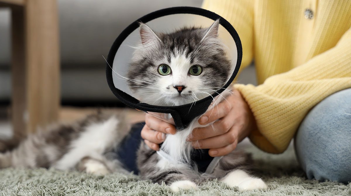 Cat With Cone Yellow