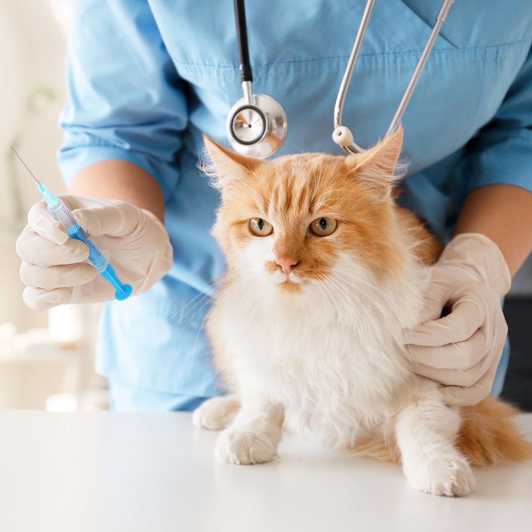 cat at veterinary appointment to receive vaccine