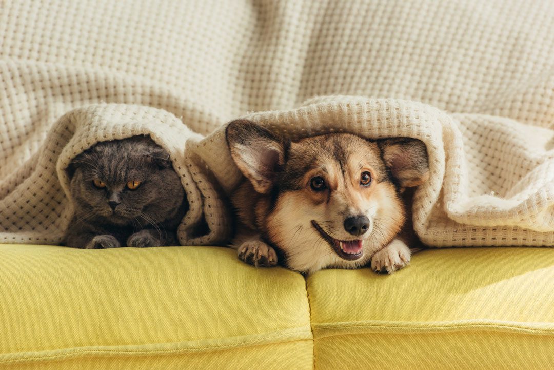 cat and dog cuddling on the couch