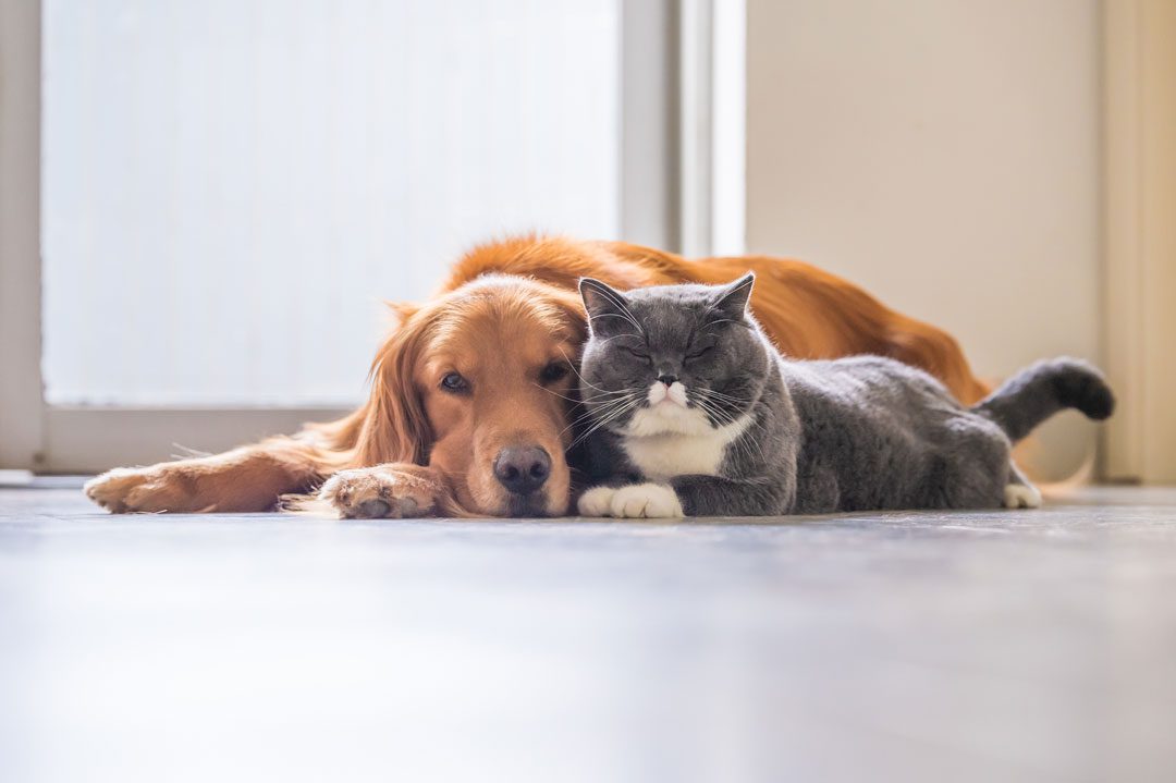 Golden retriever and gray cat cuddling on the floor together