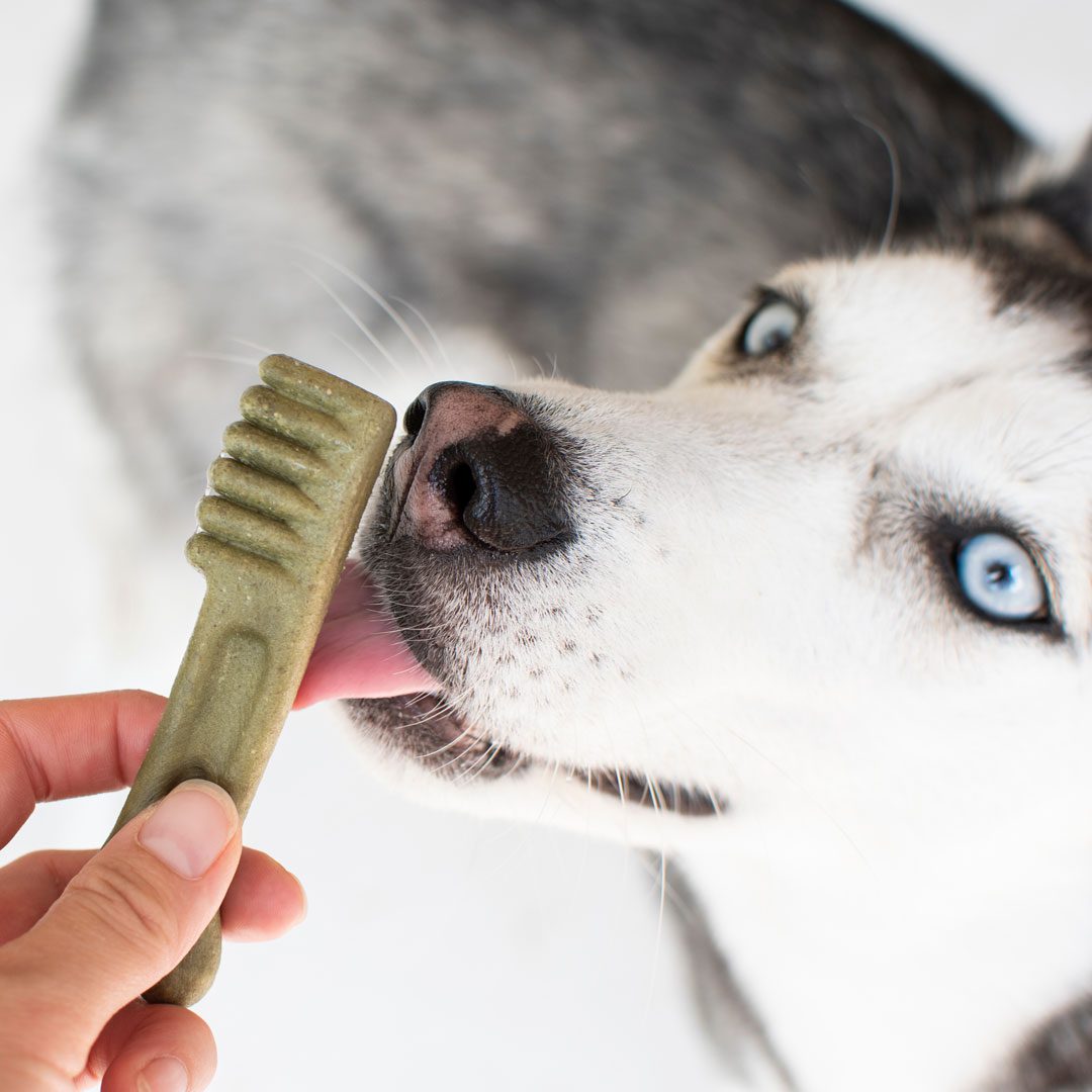 person giving their Husky a dental treat