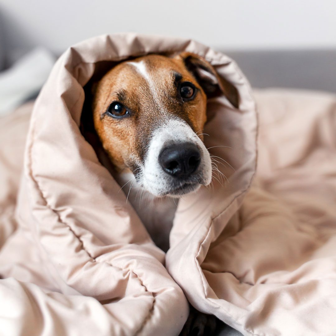 dog snuggling under a blanket