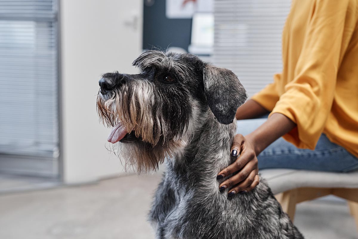 happy schnauzer at its followup appointment