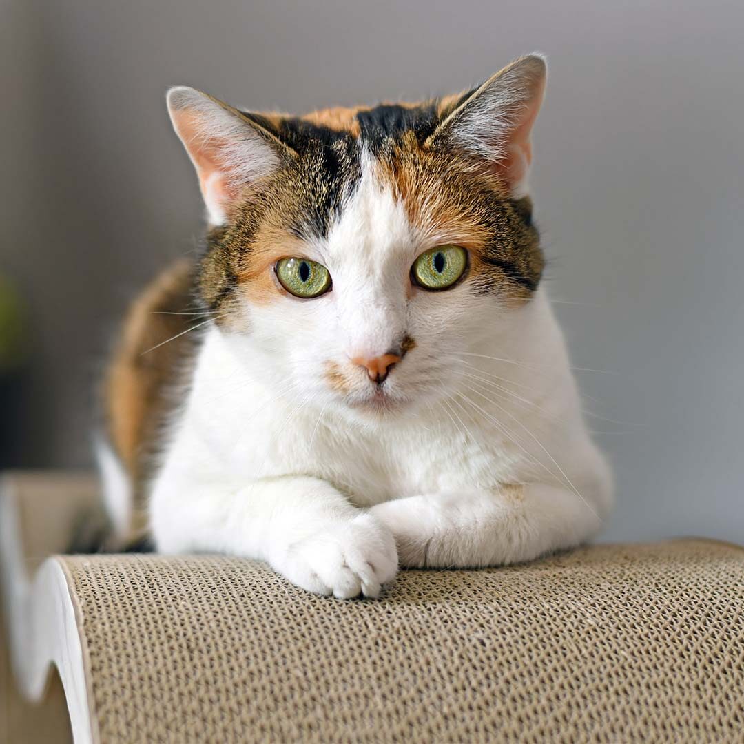 calico cat sitting on a cat scratcher