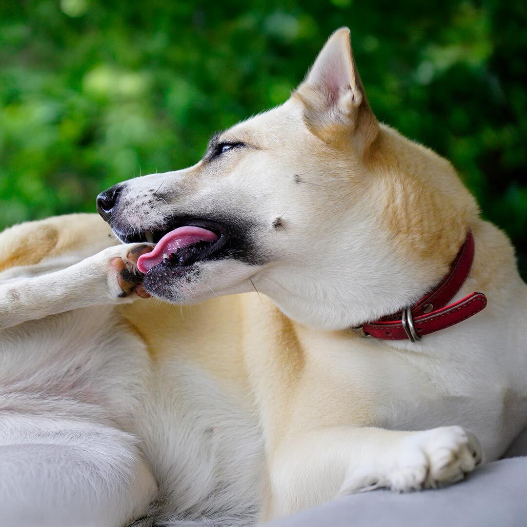dog licking and chewing on its back paw