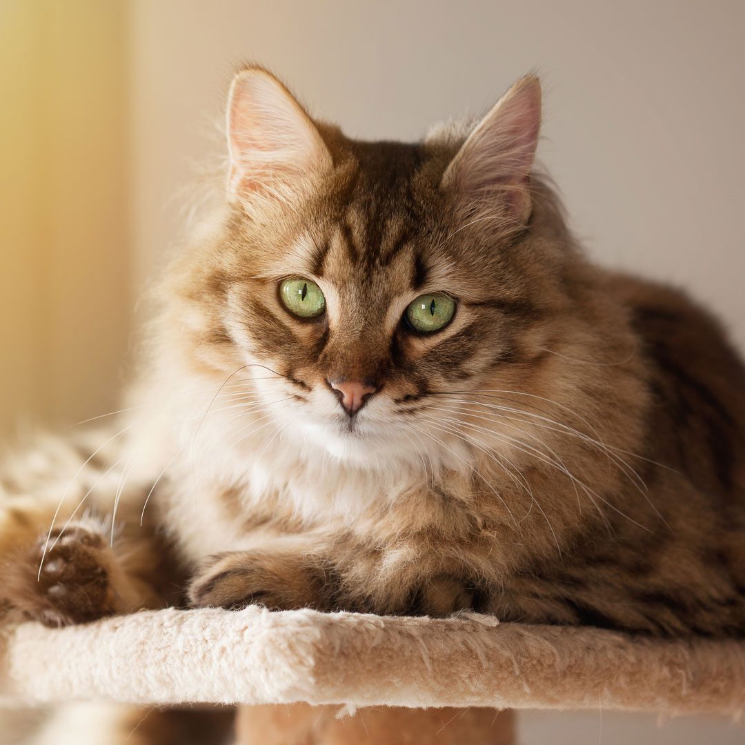 fluffy brown cat with green eyes laying on a cat tower