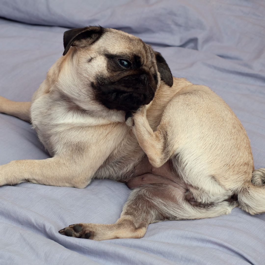 Pug Itching Its Face